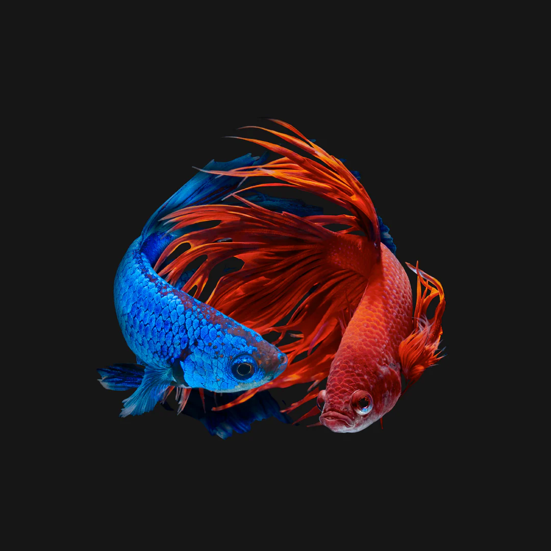 Exotic Thai Betta Elegance