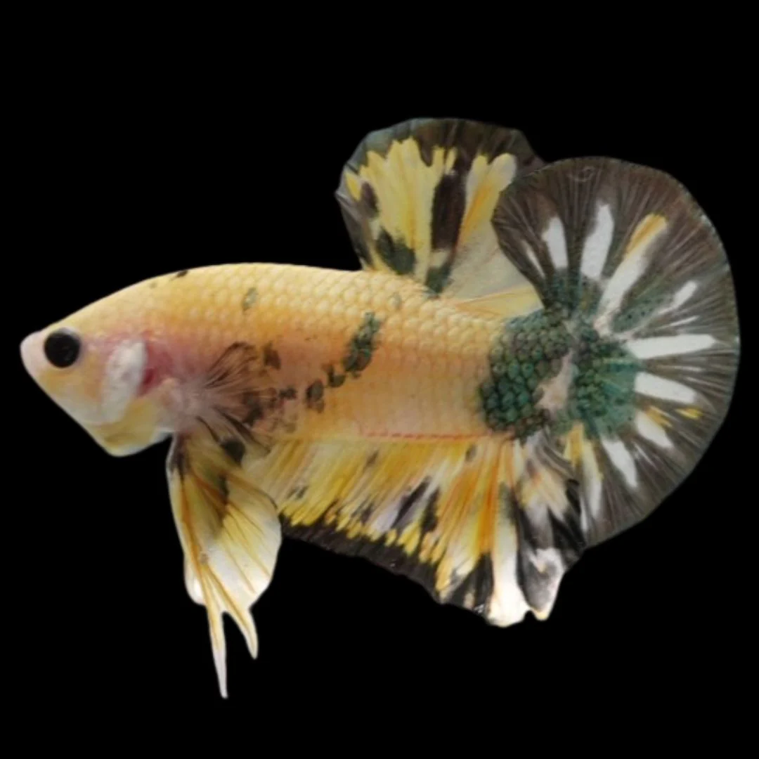 Betta Fish